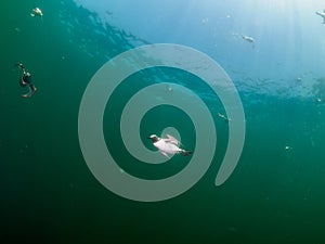 Common guillemot, Uria aalge. St Abb\'s Head & Eyemouth. Diving, Scotland