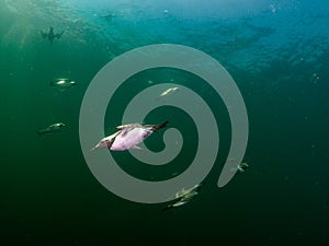 Common guillemot, Uria aalge. St Abb\'s Head & Eyemouth. Diving, Scotland