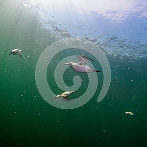 Common guillemot, Uria aalge. St Abb\'s Head & Eyemouth. Diving, Scotland