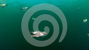 Common guillemot, Uria aalge. St Abb\'s Head & Eyemouth. Diving, Scotland