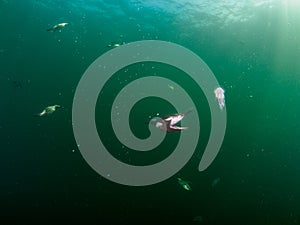 Common guillemot, Uria aalge. St Abb\'s Head & Eyemouth. Diving, Scotland