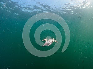 Common guillemot, Uria aalge. St Abb\'s Head & Eyemouth. Diving, Scotland