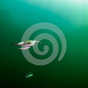 Common guillemot, Uria aalge. St Abb\'s Head & Eyemouth. Diving, Scotland