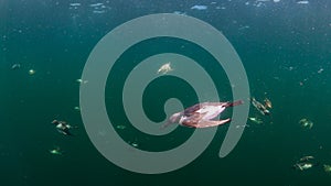 Common guillemot, Uria aalge. St Abb\'s Head & Eyemouth. Diving, Scotland