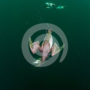 Common guillemot, Uria aalge. St Abb\'s Head & Eyemouth. Diving, Scotland