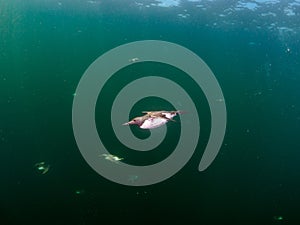 Common guillemot, Uria aalge. St Abb\'s Head & Eyemouth. Diving, Scotland