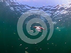 Common guillemot, Uria aalge. St Abb\'s Head & Eyemouth. Diving, Scotland