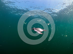 Common guillemot, Uria aalge. St Abb\'s Head & Eyemouth. Diving, Scotland