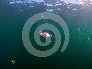 Common guillemot, Uria aalge. St Abb\'s Head & Eyemouth. Diving, Scotland