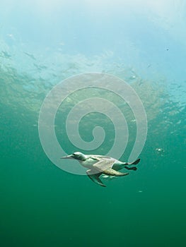 Common guillemot, Uria aalge. St Abb's Head & Eyemouth. Diving, Scotland