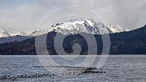 Common Guillemots [birds] swimming in the Kachemak bay near Gull Island near Homer Alaska USA