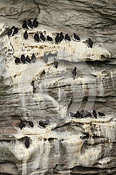 Common guillemots nesting on the cliffs