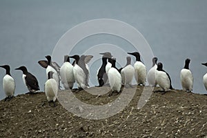 Common guillemots spectacled morphs sit over the Barents sea, Novaya Zemlya 1