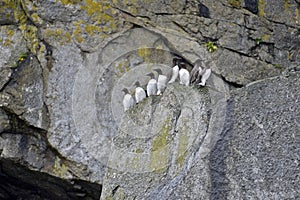 Common guillemots