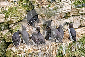 Common Guillemots - Uria aalge at roost, Yorkshire