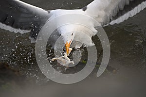 Common Gul aka Seagull Eating Seaweed