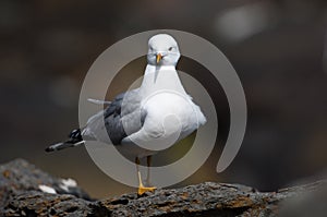 Common gull