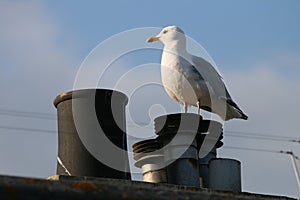 Common Gull