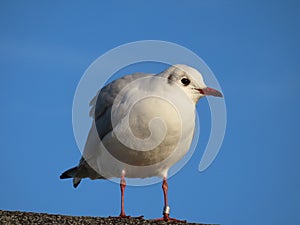 Common Gull against a perfect blue sky