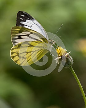 Common gull butterfly