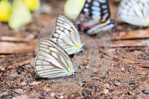 Common Gull butterfly