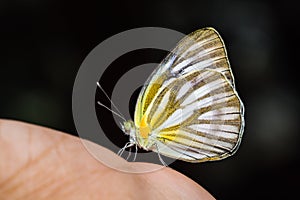 Common Gull butterfly