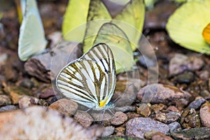 Common gull butterfly