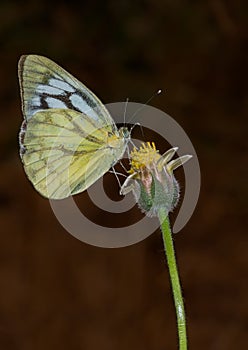 Common Gull Butterfly
