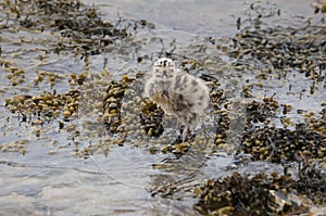 A Common Gull fledgling (larcus canus), Sound of Islay, Isle of Jura, Scotland