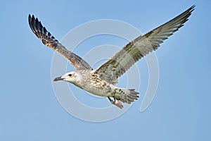 Common gull in flight