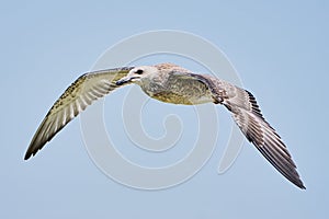 Common gull in flight