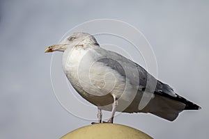 Common Gull Larus canus