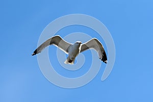 Common Gull Larus canus