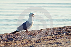 Common Gull (Larus canus)