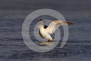 Common gull, Larus canus,