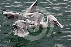 Common Gull - Larus Canus