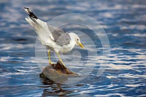 Common gull (Larus canus, adult)