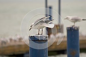 Common gull or Larus canus in Balaton