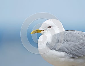 Common Gull (Larus canus) closeup