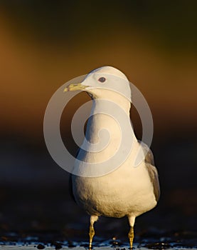 Common Gull (Larus canus) closeup in the wetlands