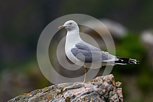 Common Gull - Larus canus photo