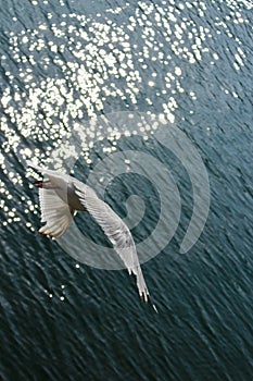 Common Gull, Larus Canus, diving down towards open sea from behind with early morning sunlight glistening on the water.