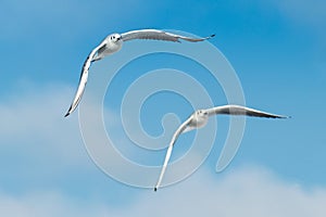 Common Gull, Larus canus in flight.