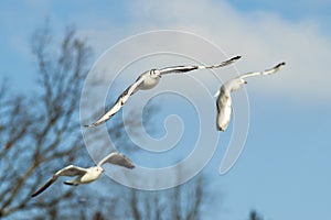 Common Gull, Larus canus in flight.