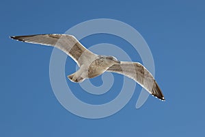 Common Gull Larus canus