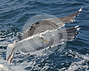 Common Gull, Larus Canus photo