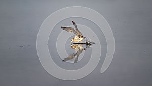 Common gull (Larus canus) flying near the water