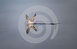 Common gull (Larus canus) flying near the water