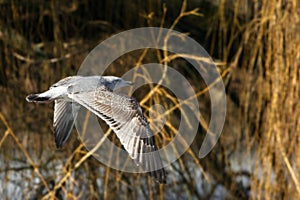 The common gull Larus canus flying over the lake