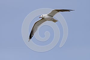 The Common Gull (larus canus) on the german Island Amrum (Oomram) in Germany